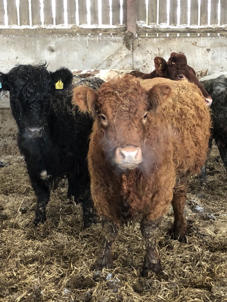 newlandfarm's tweet photo. Chilly in the shed #SpringCalvers #ProperFarming https://t.co/EA8Q0BUPEA