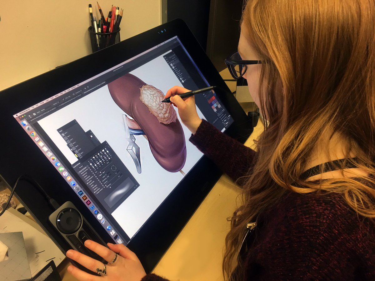 TheATLASProgram's tweet photo. Happy #NationalKidneyMonth! One of our medical illustrators, Hannah Ely busy at work this morning preparing images for our upcoming kidney booklet. #theATLASProgram #medicalIlustration @RoswellPark @RoswellUrology @AMIdotorg https://t.co/RMOlnd8rLg