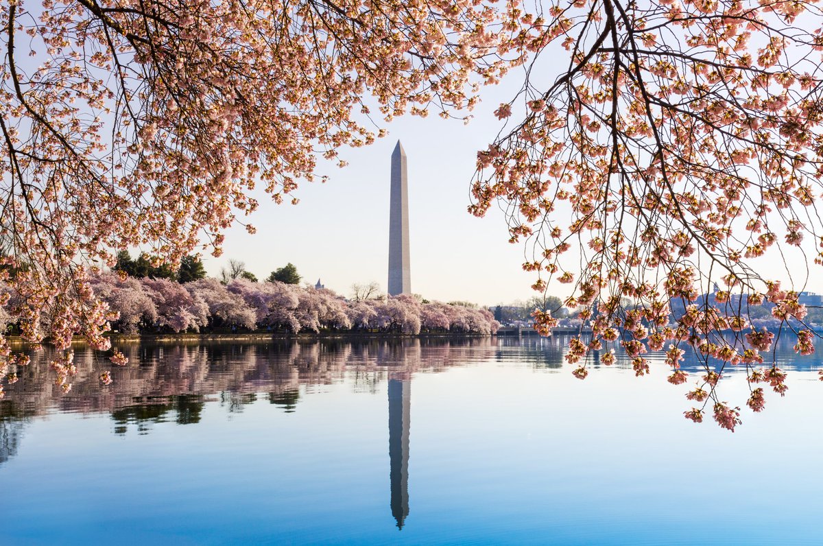 washingtondc's tweet photo. .@CherryBlossFest and  @NationalMallNPS announce peak bloom is expected  March 17 - March 20 #CherryBlossomDC https://t.co/1Rxd0xu4cf