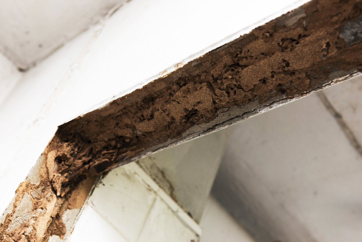 HughesExt's tweet photo. Did you know that termite damage costs property owners more than $5 billion every year? March is Termite Awareness and Prevention Month. Look out for more termite tips and info throughout the month! #termitetips https://t.co/iqnnMC0thS