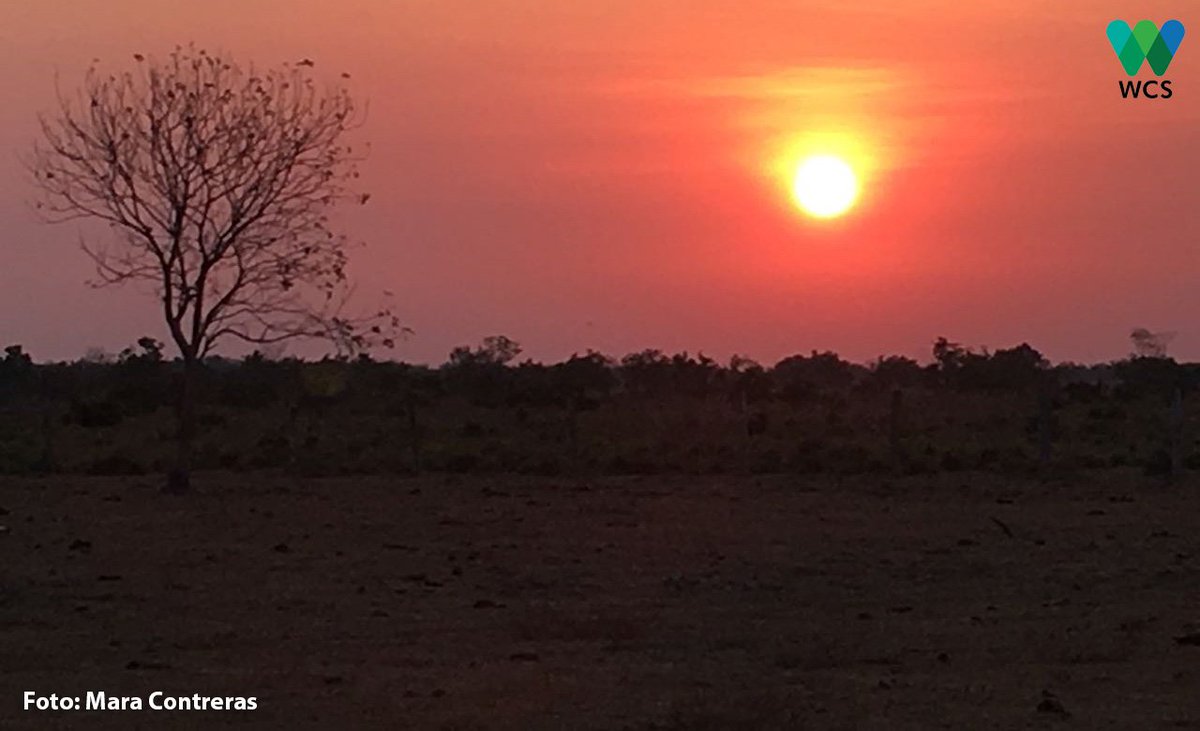 WCSColombia's tweet photo. #AlianzaNuar Amanece en las #SabanasInundables de Cinaruco. Las faenas del llano inician temprano. El uso sostenible de la biodiversidad por parte de las comunidades llaneras que habitan este territorio es objetivo de conservación propuesto para el DNMI #Cinaruco. https://t.co/H577gsO9Sm