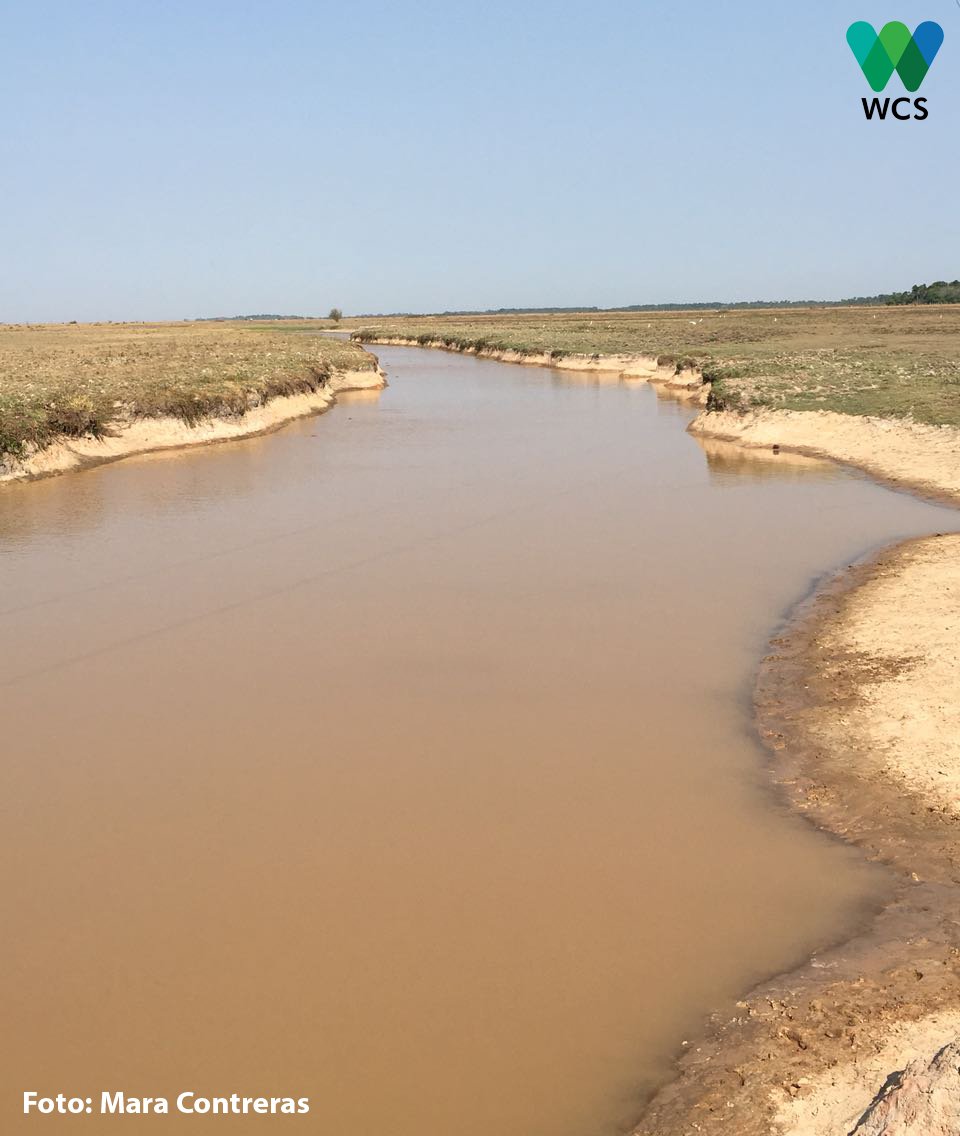WCSColombia's tweet photo. #AlianzaNuar Amanece en las #SabanasInundables de Cinaruco. Las faenas del llano inician temprano. El uso sostenible de la biodiversidad por parte de las comunidades llaneras que habitan este territorio es objetivo de conservación propuesto para el DNMI #Cinaruco. https://t.co/H577gsO9Sm