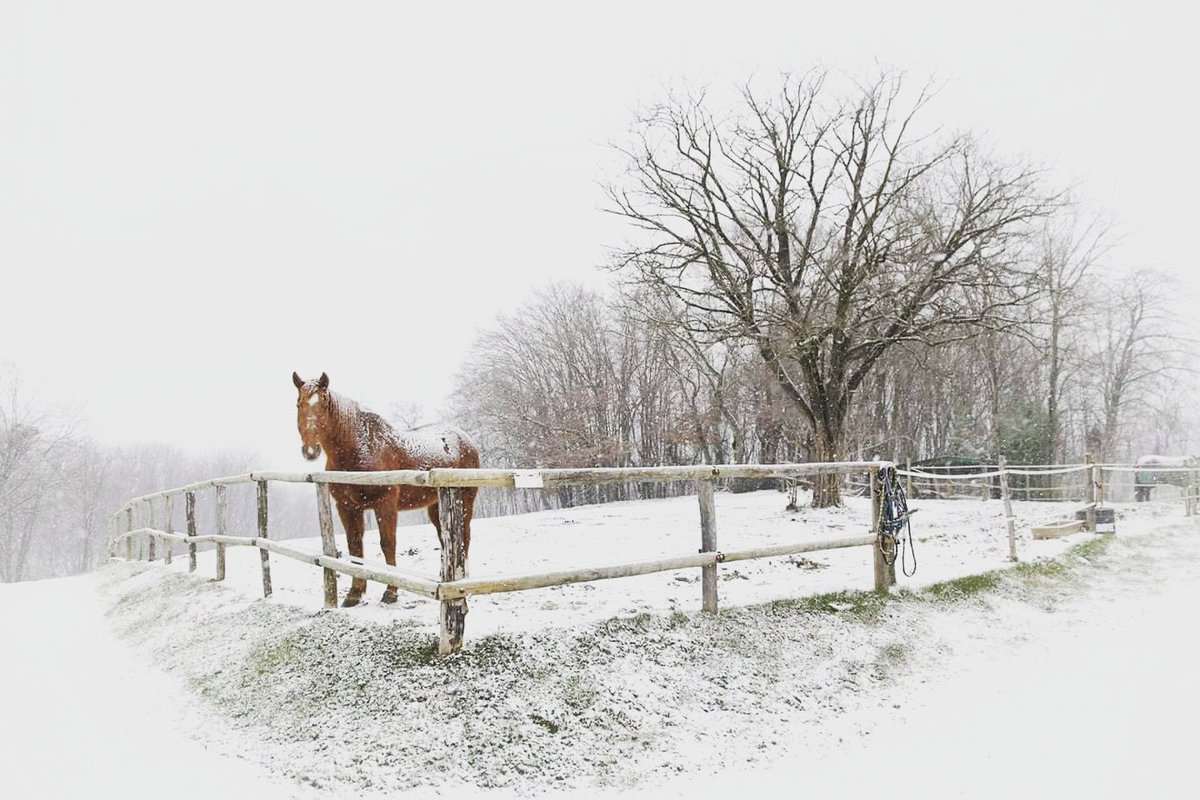 SaraAlbanese_IT's tweet photo. Living poetry
#snowday #IrishHorse #IrishBlessing #KingPatrick #MyKing https://t.co/F9GhbJsq0x