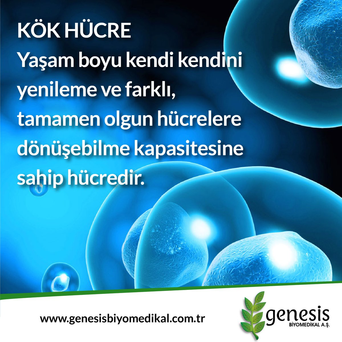 genesismedikal's tweet photo. Cilt güzelliği ve saç ekiminde kök hücre tedavisi, daha başarılı sonuçlar alınmasını sağlıyor. Ayrıca, saç ekiminde mevcut saçların  korunmasına katkıda bulunuyor. #kokhucre #genesis #biyomedikal #genesisbiyomedikal #sac #sacekimi #tedaviler #kokhucretedavisi #yenilenme https://t.co/834ExtN9I2