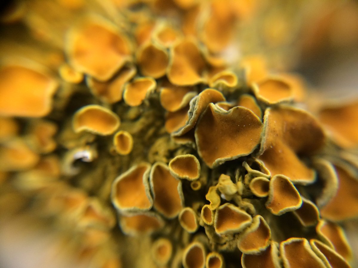Lichens up close! Xanthoria parietina and it's lecanorine apothecia #MScSISS #MScPlDiv  #lichen