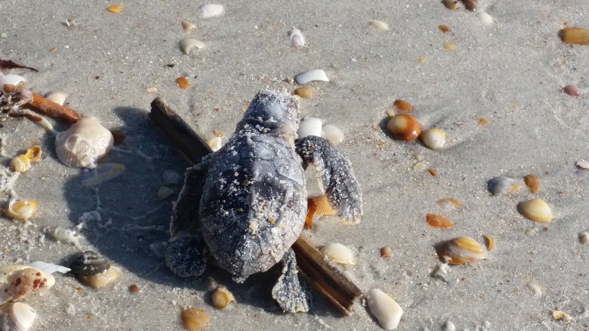 PSU_ECMSS's tweet photo. We're excited to start a #SpeakerSpotlight series - news from past speakers at #ECMSS. First up - @MarineMycoholic is looking at fungal pathogens that affect sea turtles worldwide. Photos of (i) Chris sampling in Florida, and (ii) a sea turtle egg hatching at a sampling site https://t.co/gZctMCSCz5