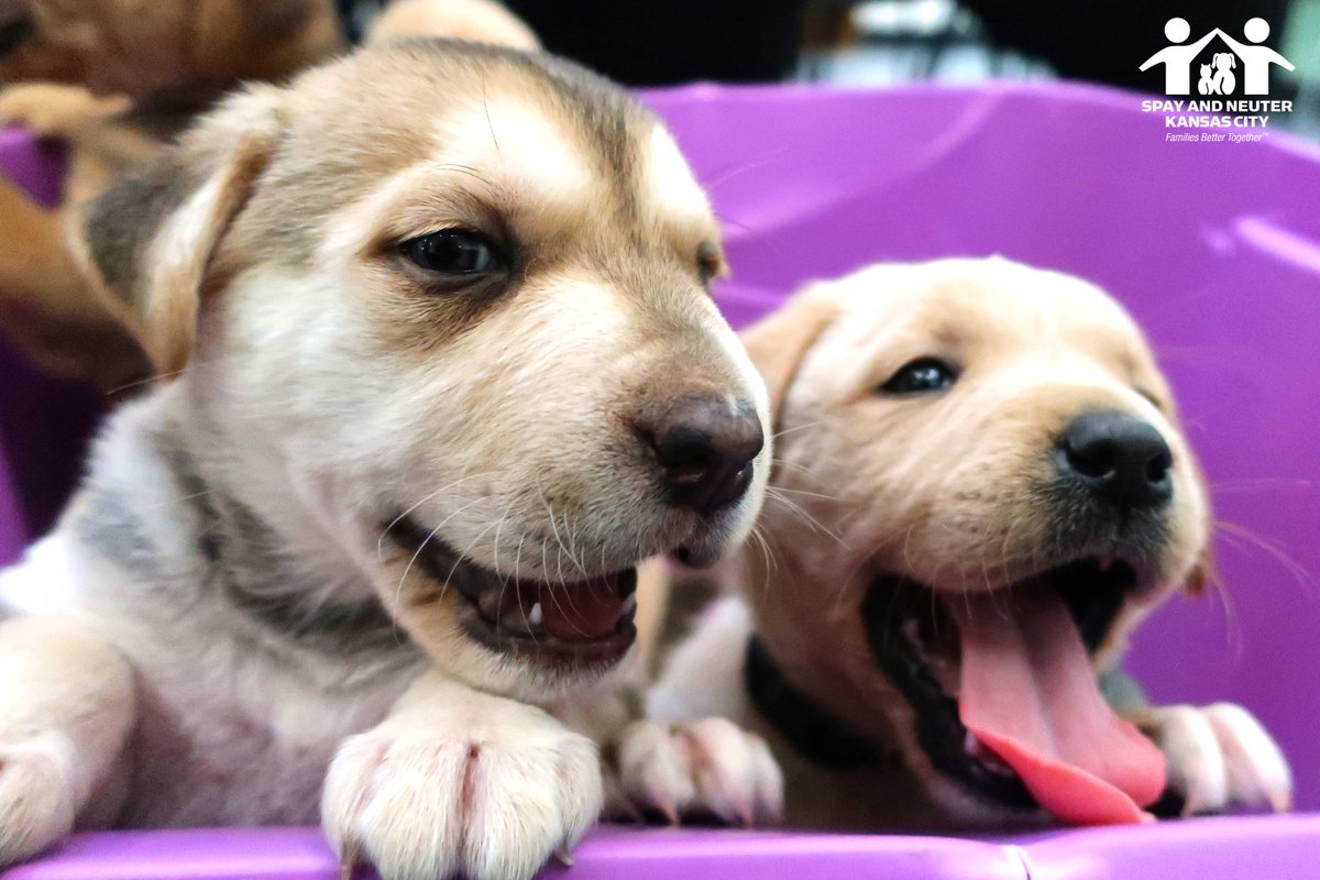 prckcmo's tweet photo. Puppies, puppies, who's got the puppies? We do. Every day. And we aren't mad about it, we can tell you that much. These little nuggets tried so hard to escape their container when they were here for their first boosters!

#puppies #cliniclife #snkc #outreach https://t.co/QgZZ25LPcT