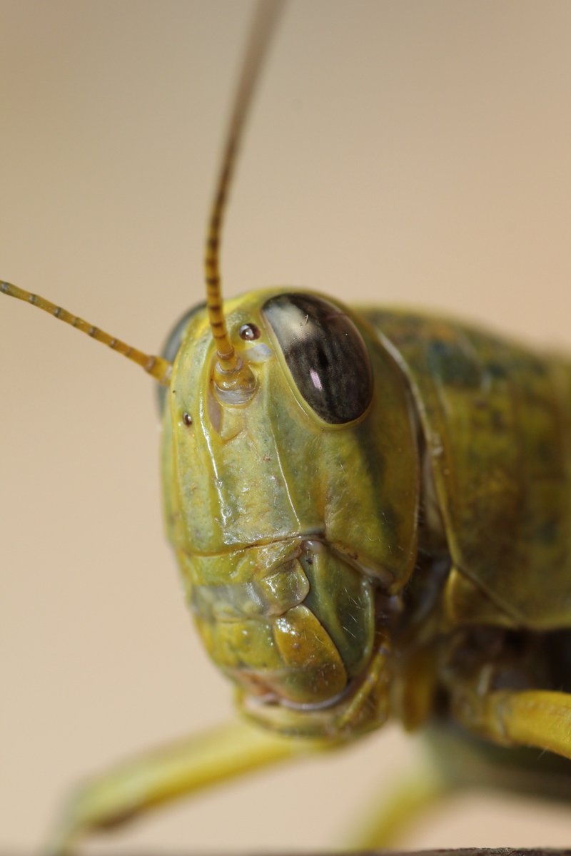 MissZanstra's tweet photo. @hapsci Something like this? Love macro! https://t.co/cCgtPAVtcJ