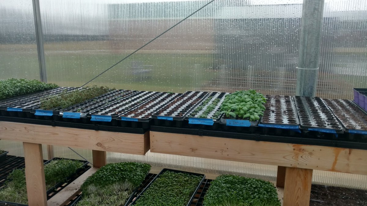 Even on rainy days there is plenty to done! Getting lots of herbs transplanted, and planting more in prep for the Canal Farmers Market, as well as for our gardens. Adding cilantro, lemon mint, lemon balm, chives, savory, catmint, tarragon, marjoram, and chamomile today!