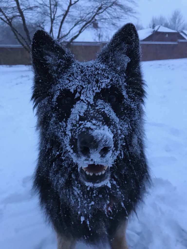 DiverseFineFood's tweet photo. So we had to shut the office early &amp; go home...what to do? Walk the dog...#pandadog #snowday2018 https://t.co/IQuJHuE5GO