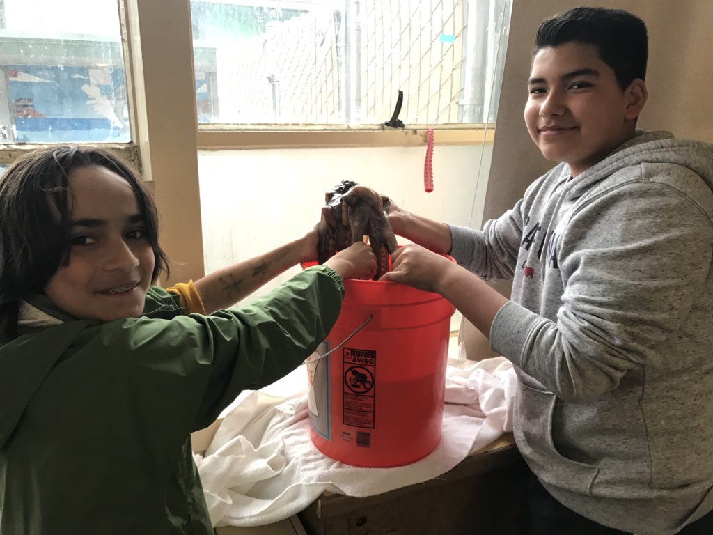 MsPaulLovesELA's tweet photo. What a privilege to observe 7th graders dissecting, discussing using content vocabulary, preparing and eating squid 🦑 today in @msbernalscience class @SequoiaMSGiants ! #teamMDUSD https://t.co/8PK14haad5