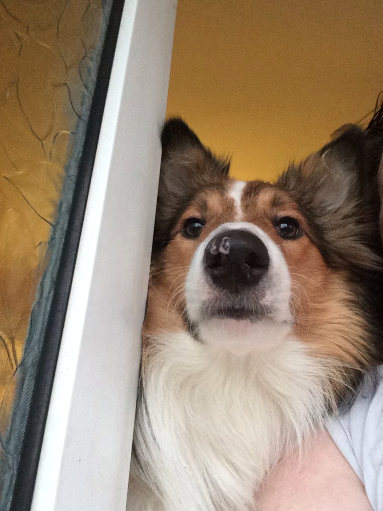 Silas waiting on the snow❄️❄️❄️❄️❄️❄️❄️❄️