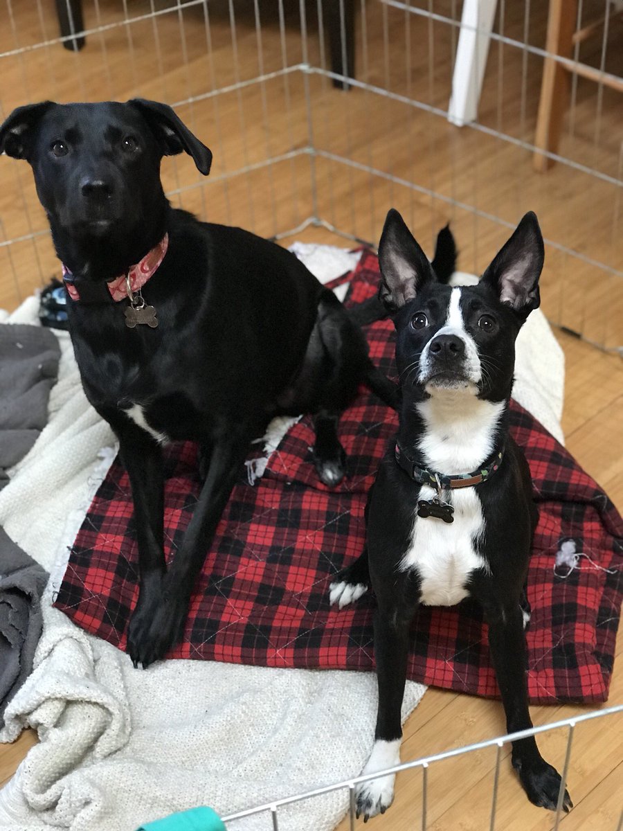 landerson_14's tweet photo. Just a quick bragging moment about how awesome my side gig of a dog walker is! Just look at all these cuties I have the privilege of walking!! 

Also use code LAUREN5166 to get some 💵💰💸 off of your first Wag walks! @WagWalking https://t.co/3OkLS2BVb1