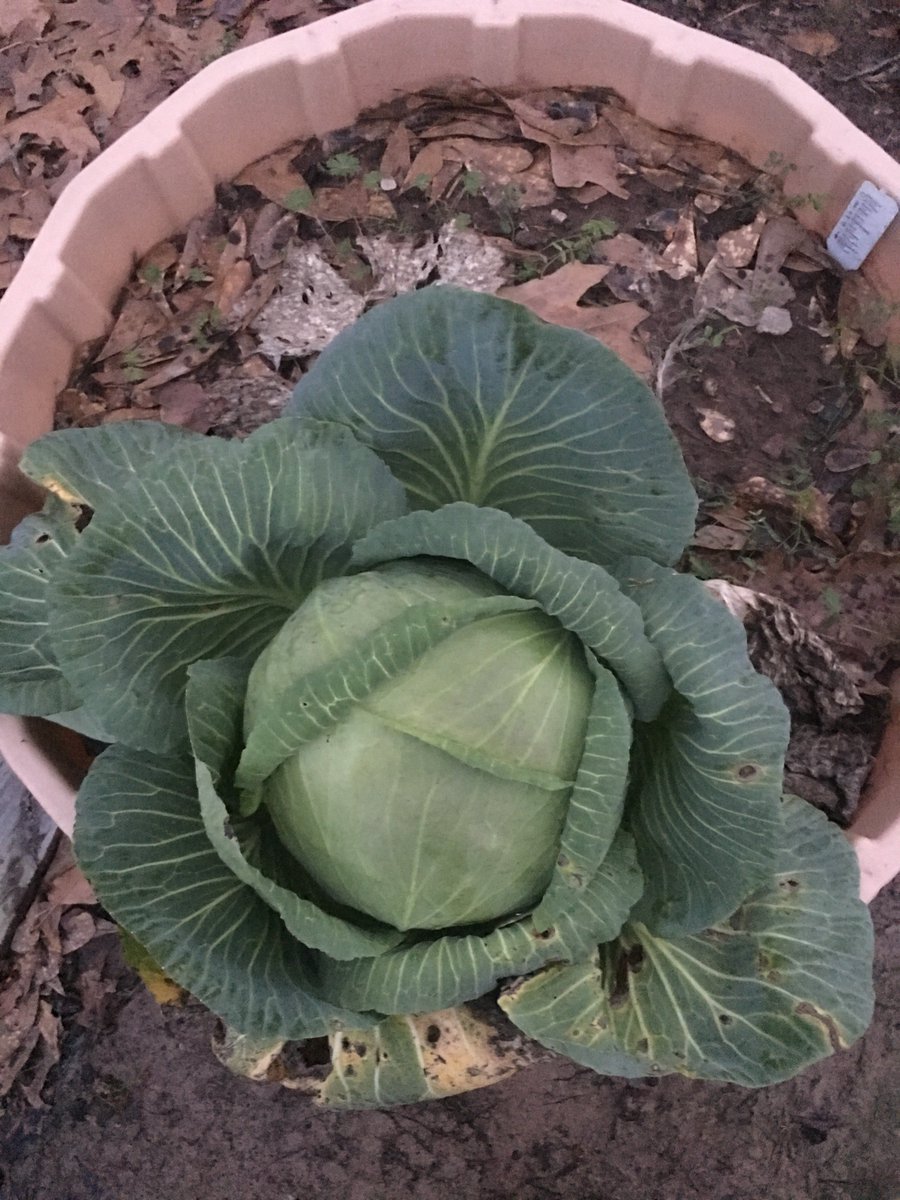 jacks3rdgrade's tweet photo. After Maddy grew her cabbage for science,we decided to cook it. It was tasty!#organic #maddyscabbage @ElemJacks 🥗😍 https://t.co/3fXfGxyrtO