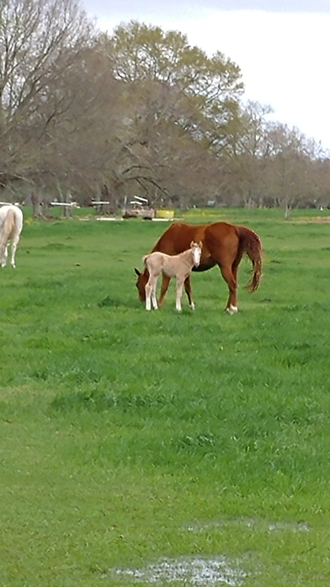 FarmsDo's tweet photo. Baby time! https://t.co/4WyxRspNZU