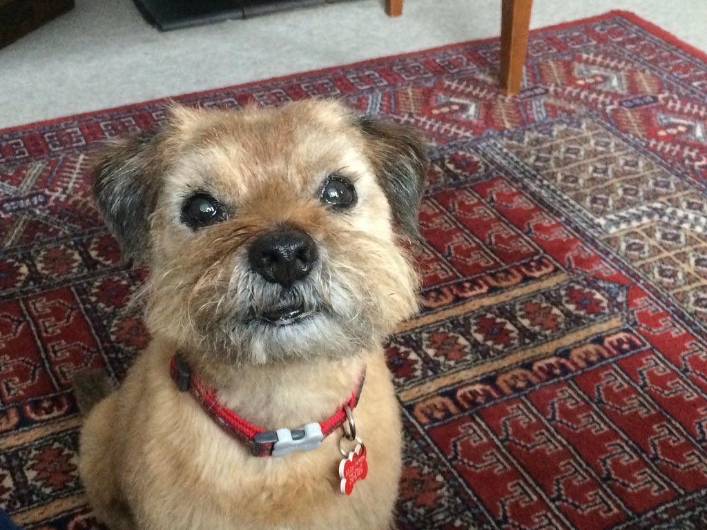 Giulia_Indy's tweet photo. @LimeOscar Fankoo Oscar, much appreciated. It's nice to know my #BTPosse fam is still here 💖💖 #openpaws #borderterriersareforlife #livingwithaborderterrier #ilovemyborderterrier #soppydogowners #borderterriersoftwitter https://t.co/ZKnhoHcfUX