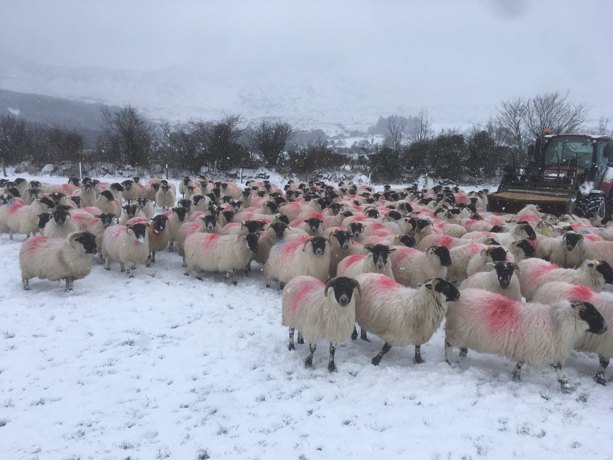 Willie busy looking after these ewes for next season’s Comeragh Mountain Lamb