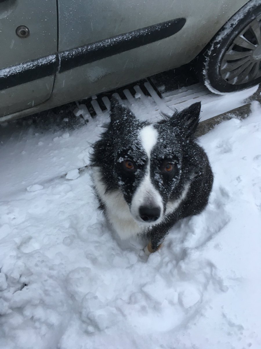 leannemaddison2's tweet photo. #BigFreezeOn5 @5_News frosty whiskers 😊 https://t.co/tlwdPEtiF9