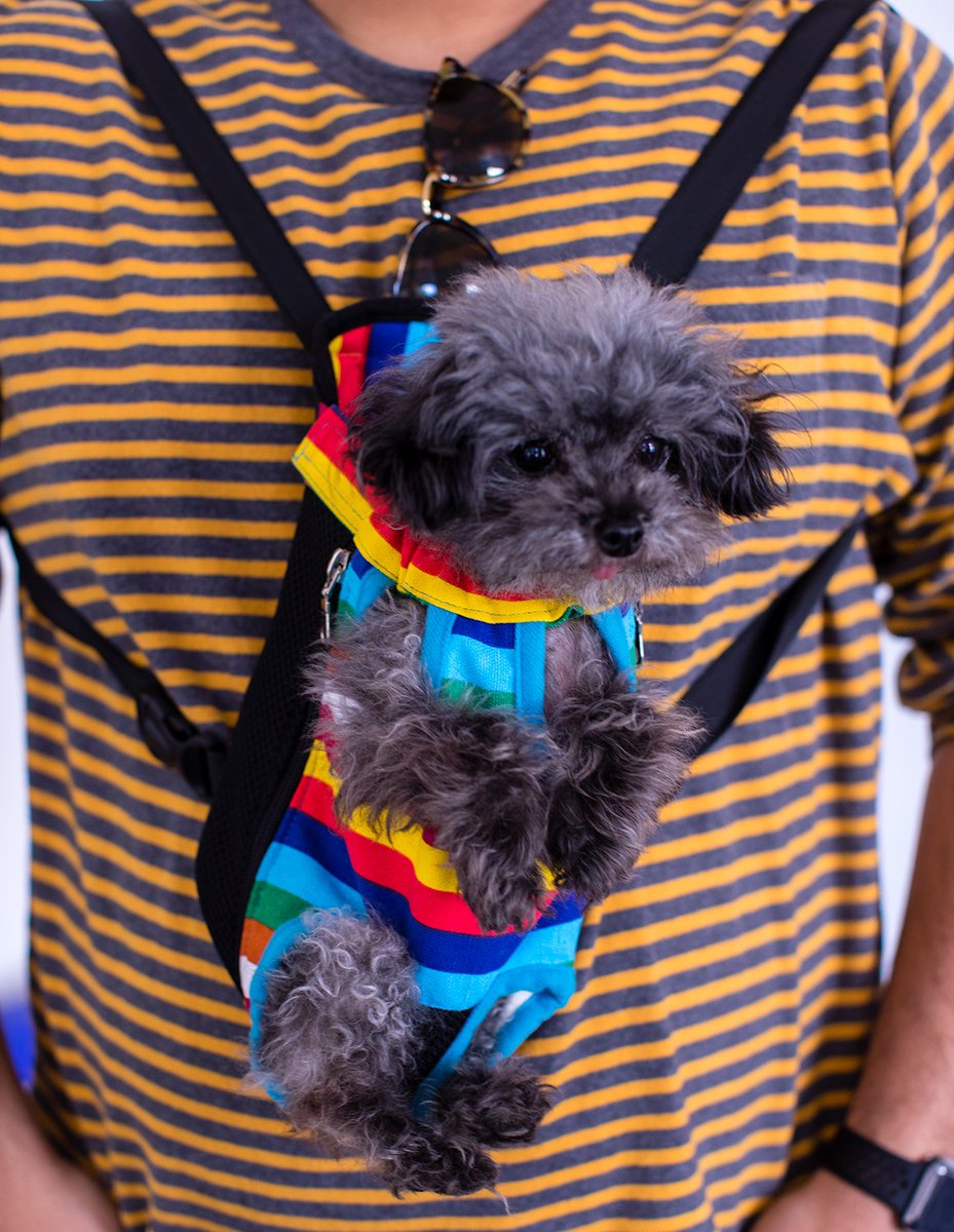 FSCInteractive's tweet photo. Today, we introduce Munchkin. Our pocket-sized friend has been scurrying around the office lately, brightening our days more than just a little bit. Weβre thankful for this tiny bundle of joy. #FSCInteractive https://t.co/4LXZJrx9V0