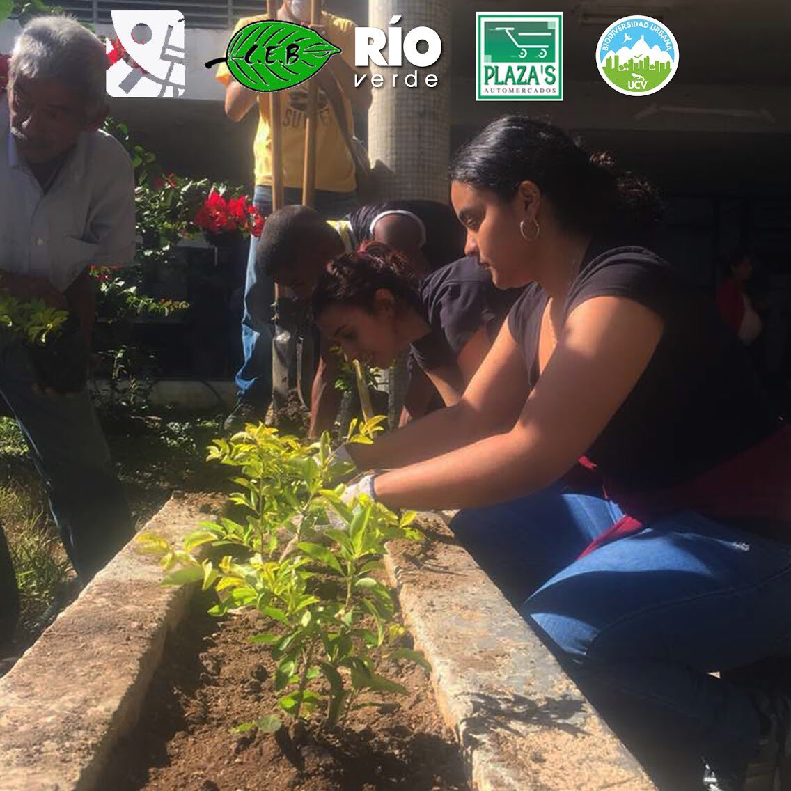 rioverdeoficial's tweet photo. Hoy junto a @elplazas @ceb_ucv @biourbanaucv y las Autoridades de la Facultad de Ciencias de la #UCV sembramos esperanza con un nuevo espacio verde rehabilitado con motivo de su 60 aniversario Gracias a todos los voluntarios sigamos sembrando ciudadanía Porque #conoceresproteger https://t.co/hvNdoCLcwj