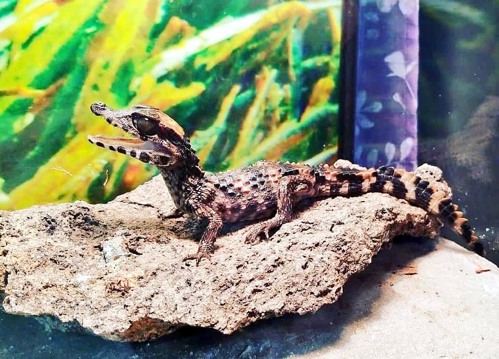 PaulVoight's tweet photo. #dwarfcaiman https://t.co/YS83hdMndN
