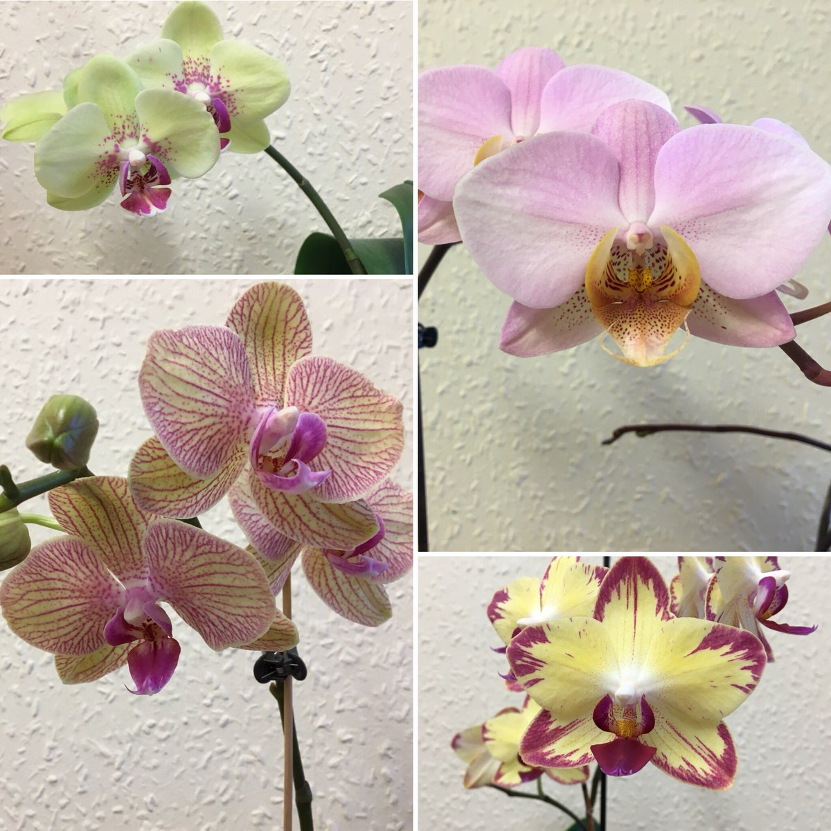 As a warm up to the Orchids Festival <a href="/kewgardens/">KewGardens</a>, these four have thoughtfully flowered all at the same time 😃🌺