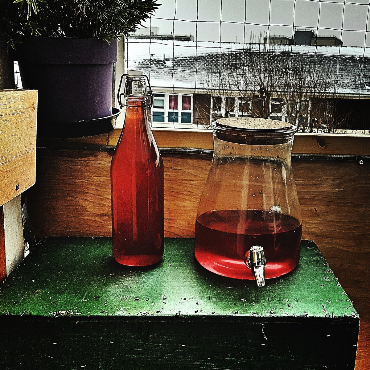 London is my walk in fridge hibiscus,  turmeric and black ice tea #BeastFromTheEast #icetea #Londonsnow