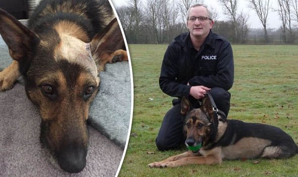 Dr_Dan_1's tweet photo. #AnimalHeroes @Davewardell &amp; #FabulousFinn: "Dogs aren't property, and they shouldn't be seen as such in law. Please support the #PetTheftPetition and let's get these amazing animals the respect they deserve. #Finnslaw ❤️🐾" RT https://t.co/jCxZRn9tOj https://t.co/xtFtQ1U5kZ
