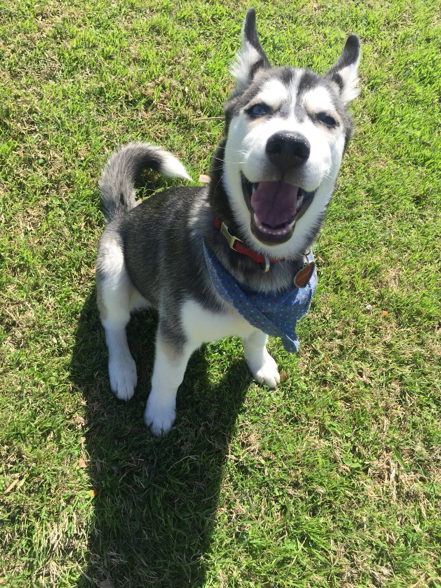 llStateJosey's tweet photo. DOG SMILES ARE SO PRECIOUS https://t.co/AqywTeusOn
