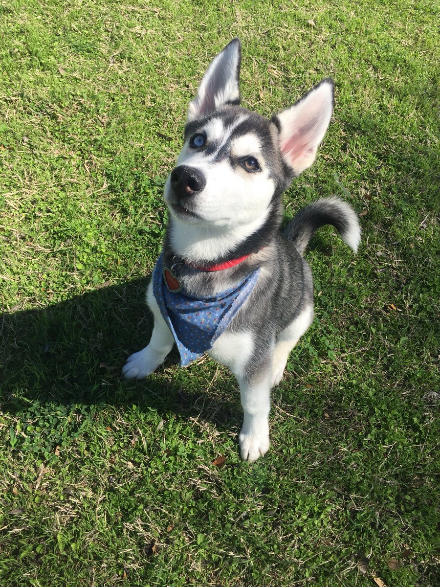 llStateJosey's tweet photo. DOG SMILES ARE SO PRECIOUS https://t.co/AqywTeusOn