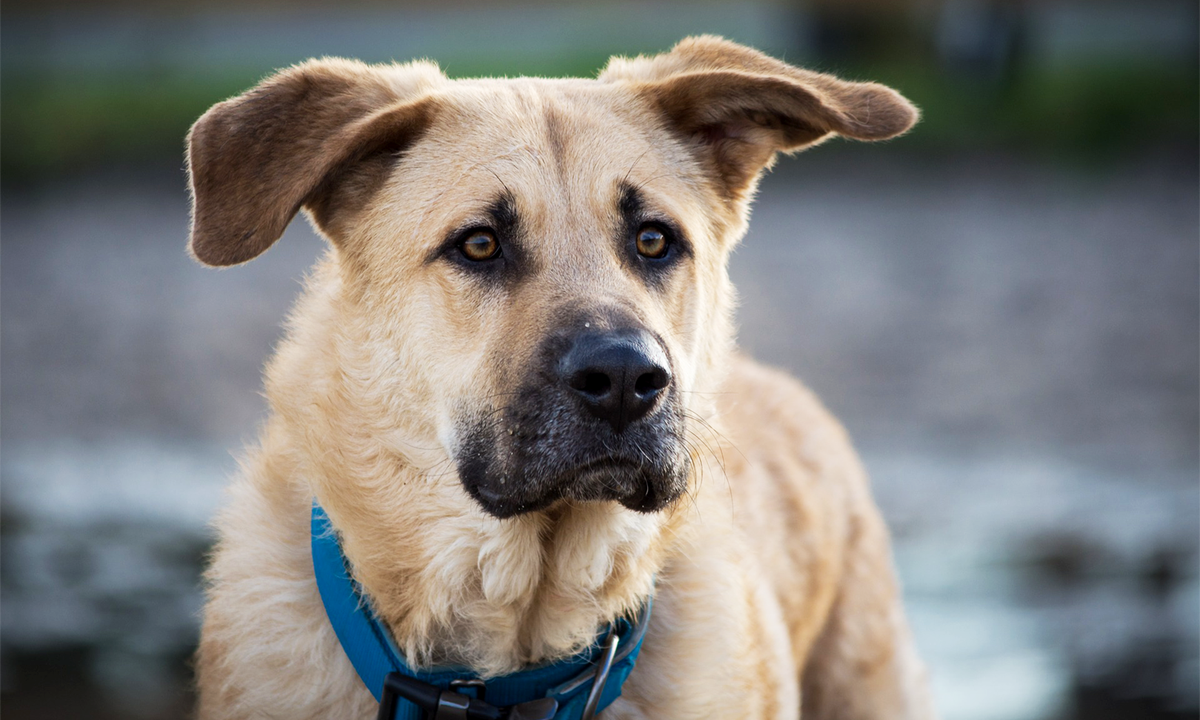 TheBabylonBee's tweet photo. Calvinist Dog Corrects Owner: ‘No One Is A Good Boy’ https://t.co/9mchp8bdpp https://t.co/6zLcKyAS7u