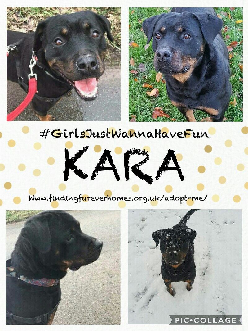 NWDogRescue's tweet photo. 🐾KARA🐾 4 year old Rottie ready now for rehoming
Enquiries via website please https://t.co/h1FnEb0VED
#GirlsJustWannaHaveFun https://t.co/OX6VoTqLM1