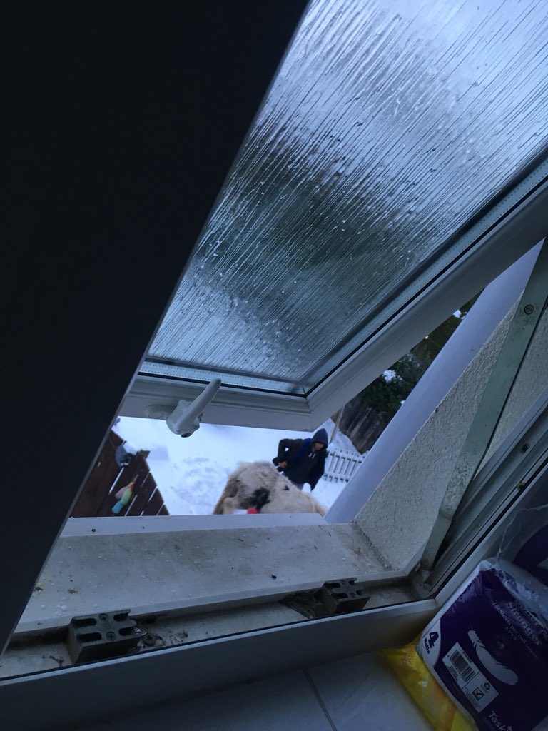 adam_webber's tweet photo. When my neighbour rocks up with a new pet to go with his 20 pigeons and 4 chickens asked him where he got his horse and he gans its a jack Russell https://t.co/UajrkRgb71