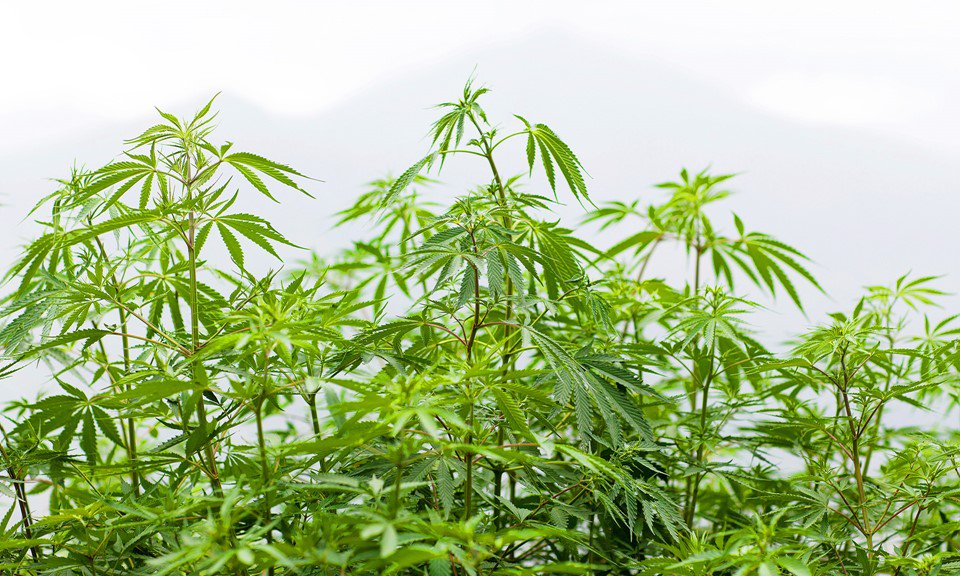 What Are the Best Cannabis Strains for Pain?
ow.ly/DSxl50gFNWT

#medicalmarijuana #cannabisismymedicine #cbd  #cannabis #medicine #plants