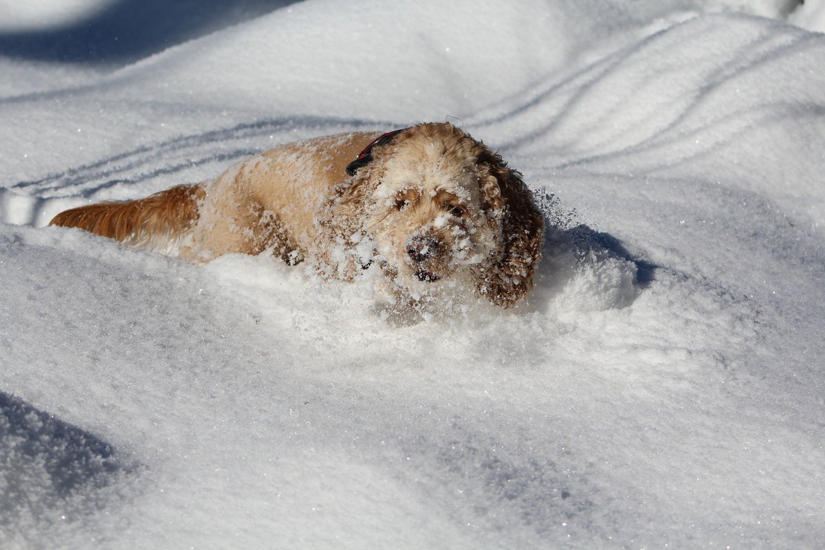 TVDogPhilosophy's tweet photo. What does snow mean to dogs? Fun, fun and fun #fun #cutest #DoLover #dogfriends #dosstagram #laughing #pet #dogfriends https://t.co/5mWXfysBWJ