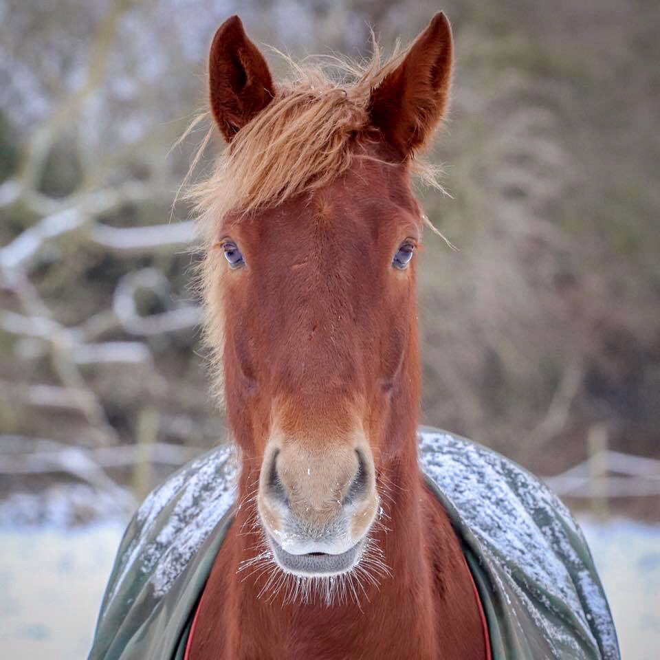 gybk's tweet photo. @GMB Cold but majestic. Waltham North East Lincolnshire. https://t.co/aZrOXm6hYb