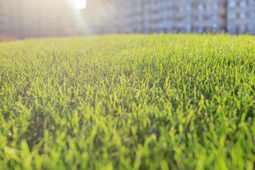 GoGreenLawnTree's tweet image. #HelloMarch Spring is on its way! Call us today for a beautiful lawn! 🌿