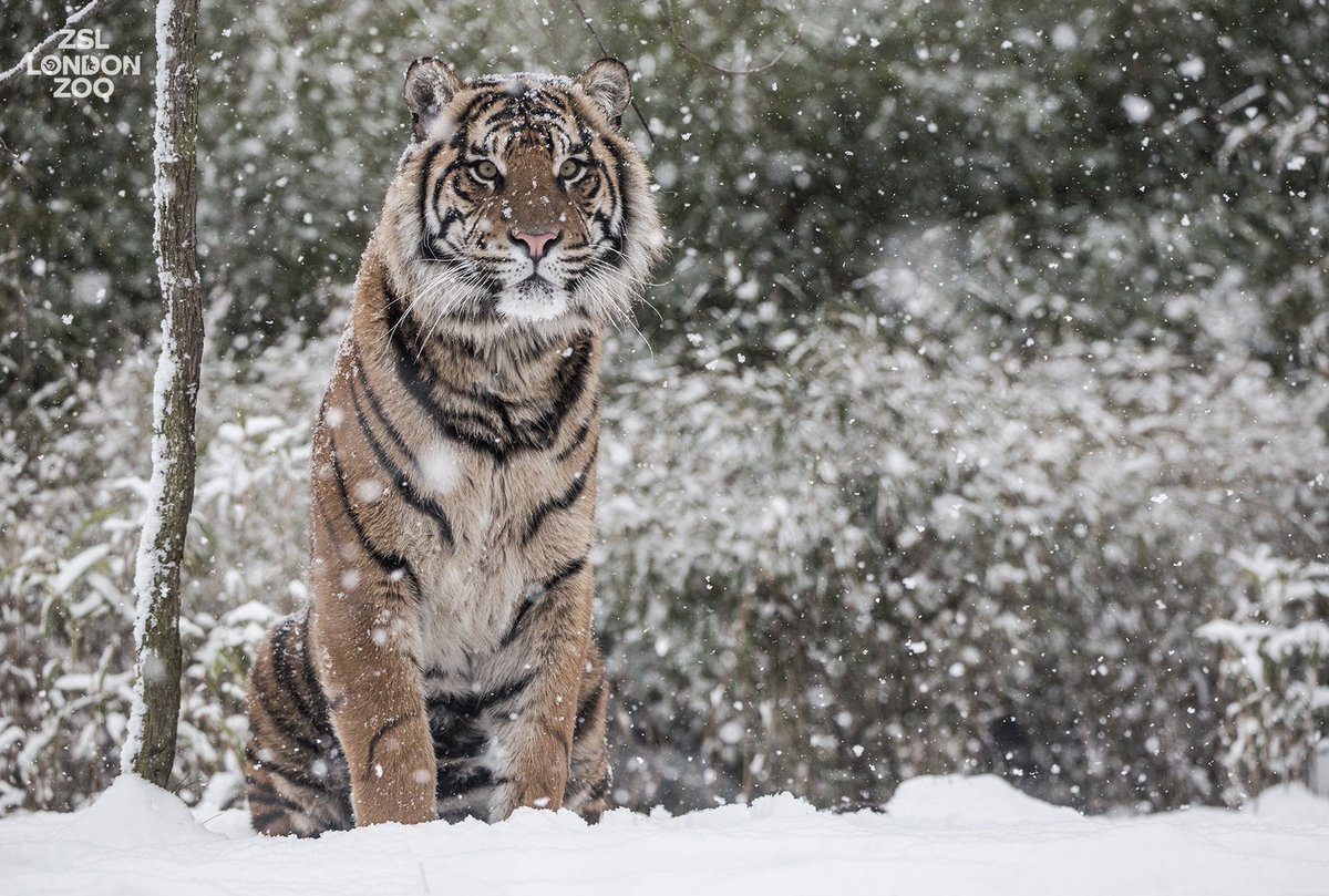 zsllondonzoo's tweet photo. There's #snow doubt about it - Achilles certainly knows how to pose for the camera! ❤️ #BeastFromTheEast #SNOWMAGGEDDON #uksnow https://t.co/RLLyc3BMGb