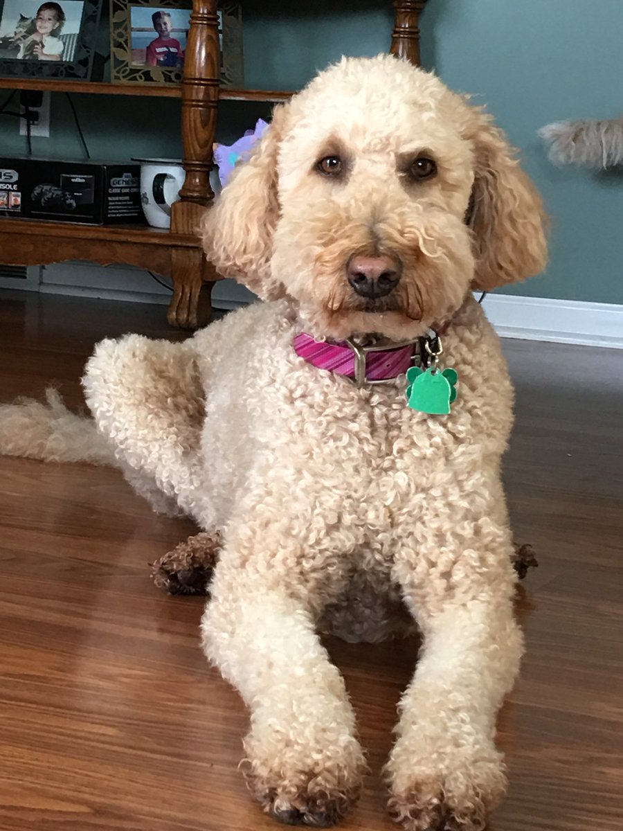 18clairebear's tweet photo. My babygirl is 7 today. Where did the time go. #dogmom #mypuppy https://t.co/vFPmzt1XPl