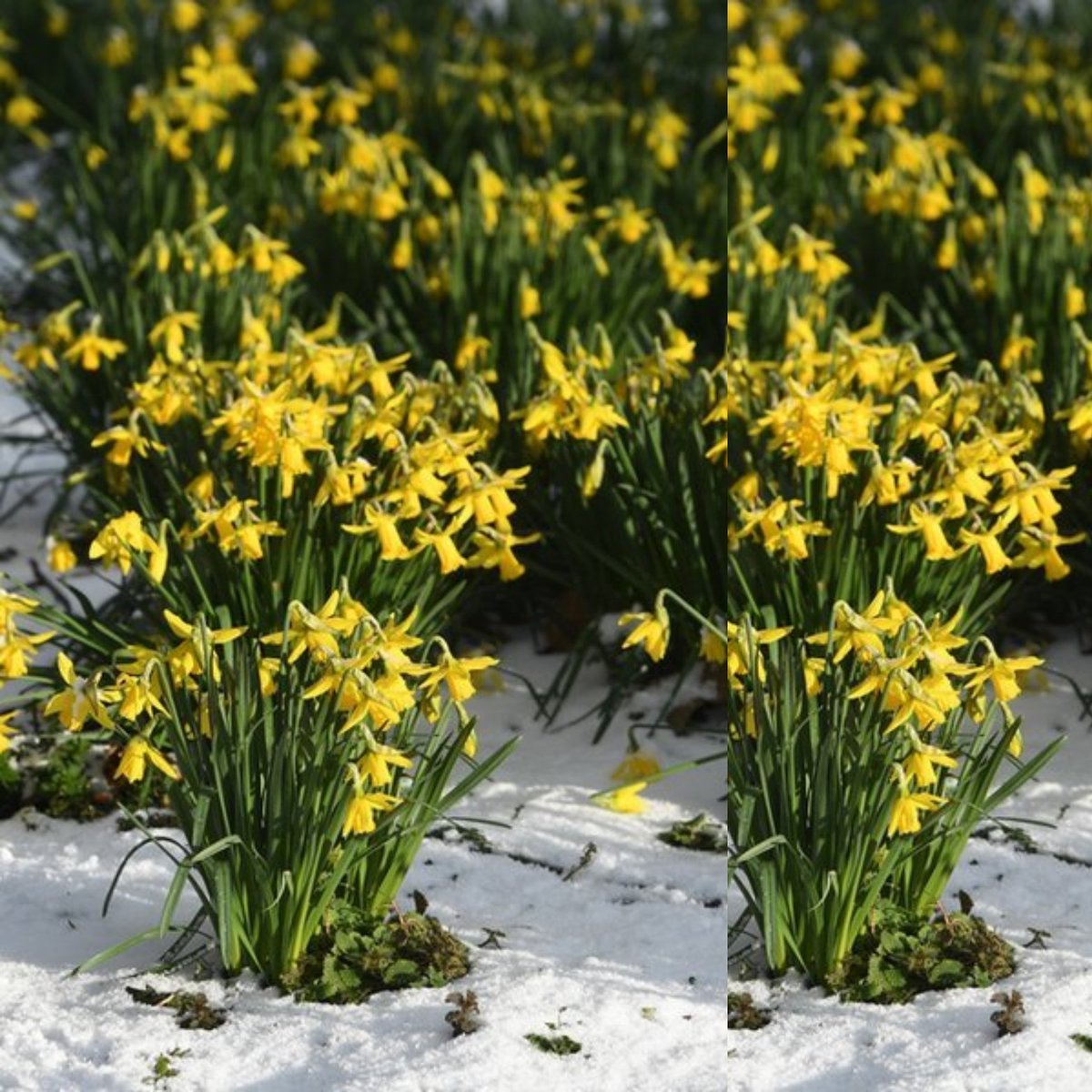 ukcoffemachines's tweet photo. Happy St David's Day
Stay warm with #Espressoessential https://t.co/OABqMyrnlU