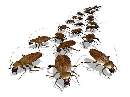 SachemPest's tweet photo. Prophet Is Feeding His Congregation Cockroaches read more at https://t.co/RMJMFBNweM Stop dealing with pests in the greater Boston area now! Call Sachem Pest Control now! #boston #pestcontrol #pestremoval #cockroaches #bostonpests https://t.co/dzilx0i31X