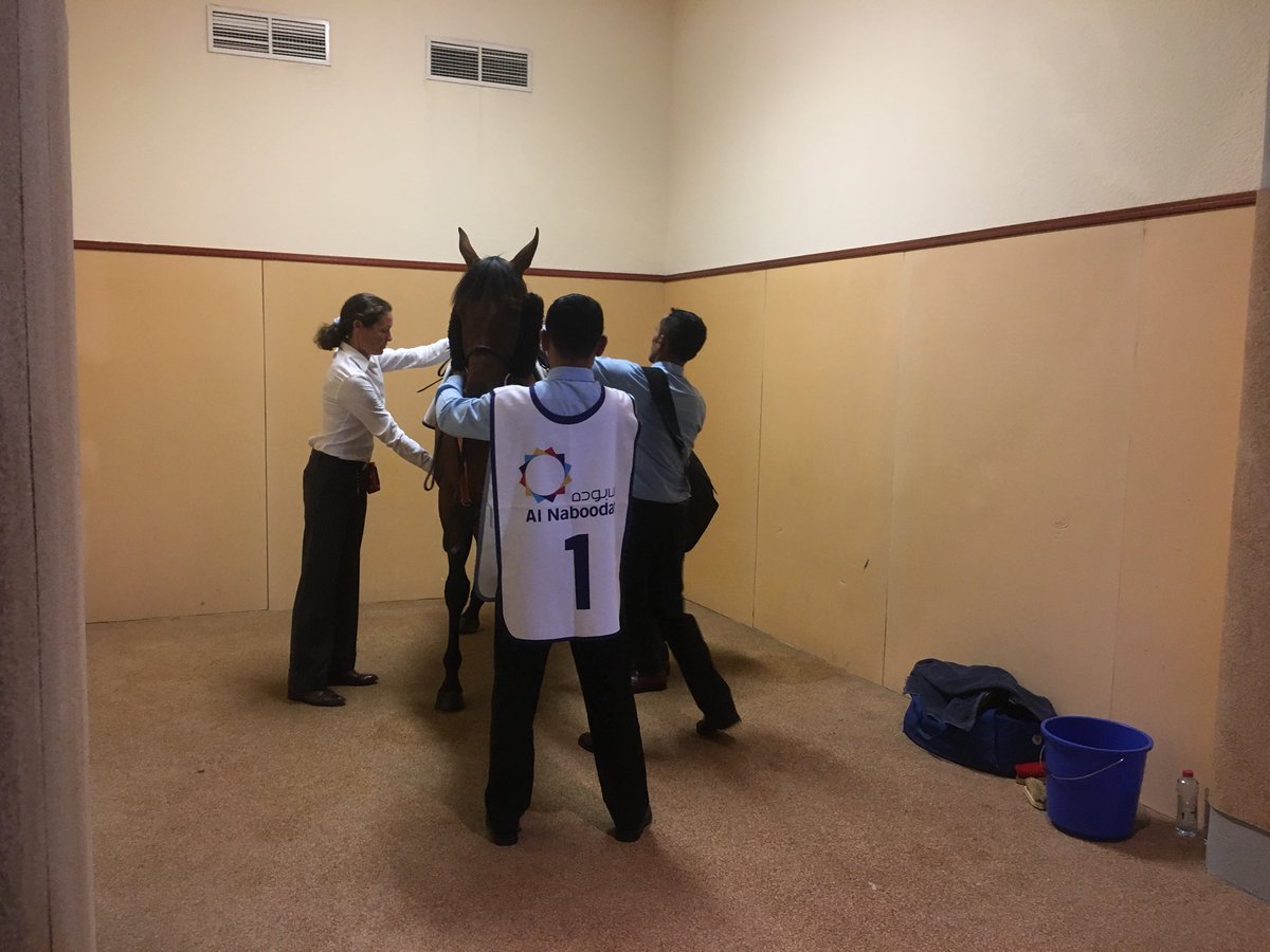 godolphin's tweet photo. #Kidmenever being tacked up by #TeamGodolphin members before his run in the finale @DRC_Meydan #DWCCarnival https://t.co/k6SNvIdk9W