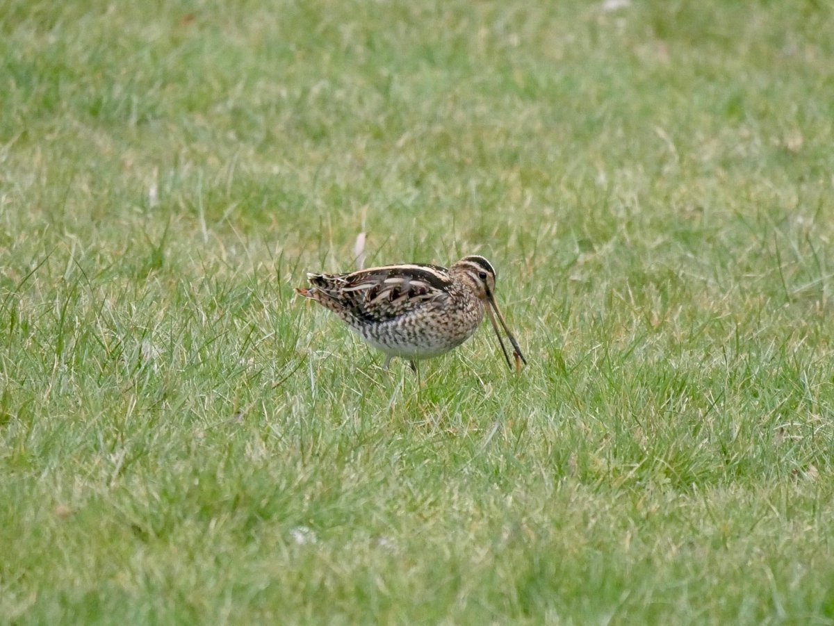 smilermark's tweet image. @RspbSE @SussexWildlifeTrust - cold weather sending in new visitors to the garden.