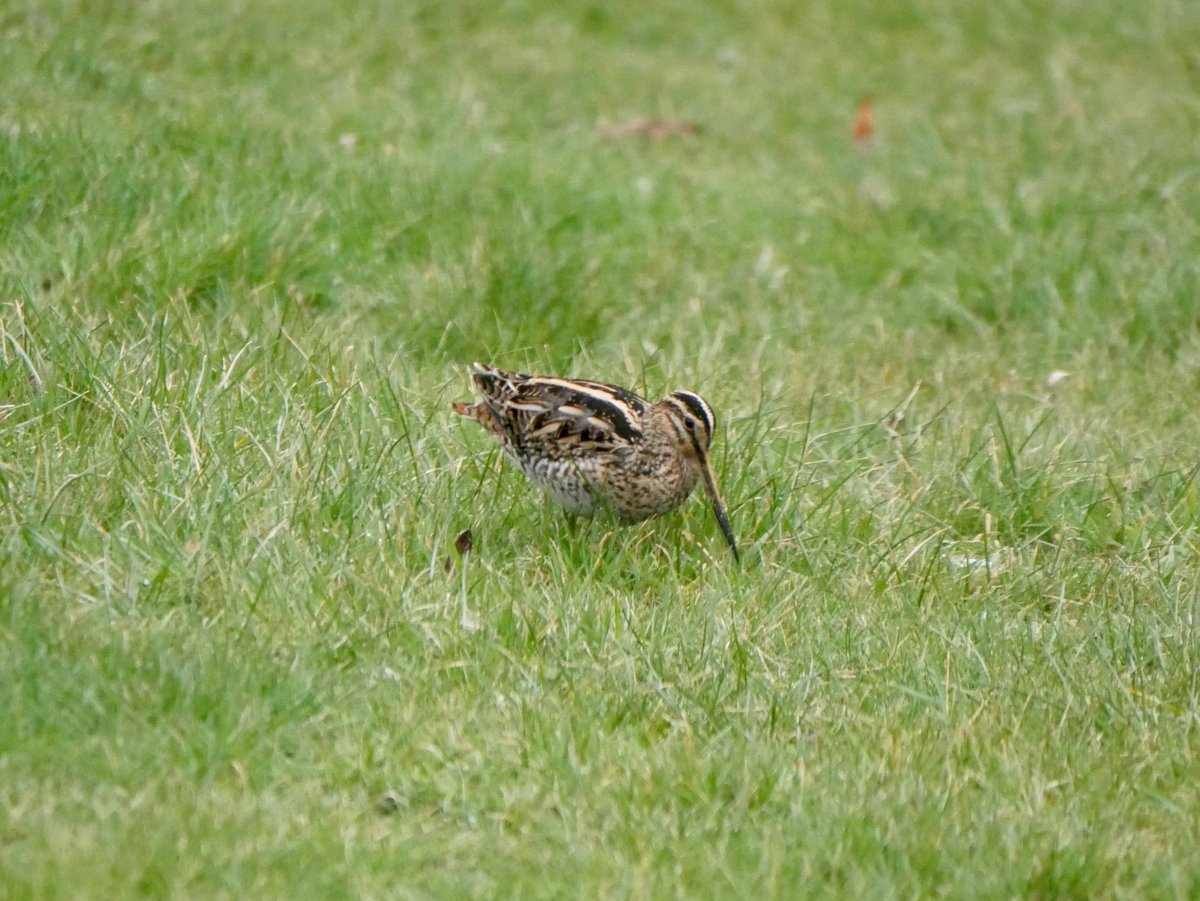 smilermark's tweet image. @RspbSE @SussexWildlifeTrust - cold weather sending in new visitors to the garden.