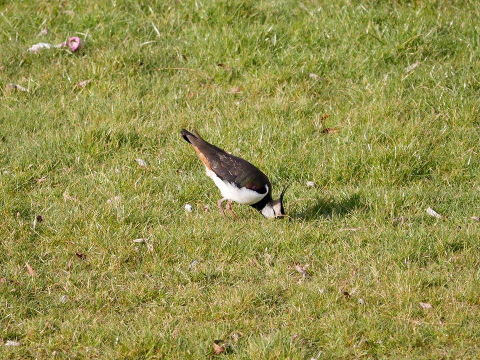 smilermark's tweet image. @RspbSE @SussexWildlifeTrust - cold weather sending in new visitors to the garden.