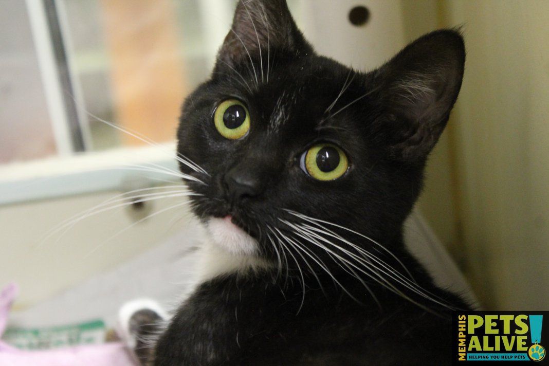 MemPetsAlive's tweet image. #Kitten alert! Meet Spektor, #A298984
F, 9mo, 5.2 lbs
She's been at @AdoptMAS since 2/14
901.636.1416 x2 if you are interested! 
buff.ly/2ta3qZ5
#BlackCat #AdoptableCat #AdoptableKitten #AdoptMe