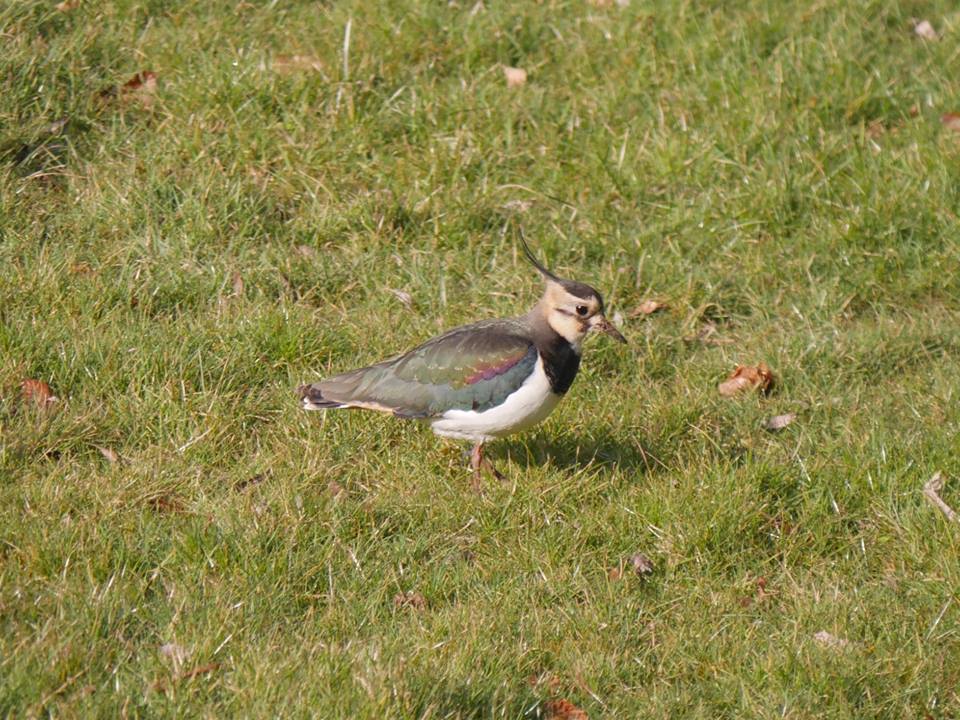 smilermark's tweet image. @RspbSE @SussexWildlifeTrust - cold weather sending in new visitors to the garden.