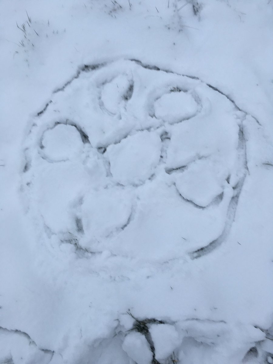 StEdsParks's tweet photo. @stedmundswilts Hope everyone is having a good day! 
I'm enjoying the weather but my cat isn't! ❄️🌨☃#stedssnow https://t.co/sVmJ5j59bY
