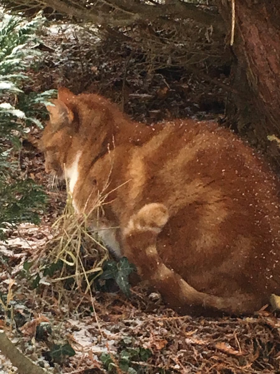 StEdsParks's tweet photo. @stedmundswilts Hope everyone is having a good day! 
I'm enjoying the weather but my cat isn't! ❄️🌨☃#stedssnow https://t.co/sVmJ5j59bY
