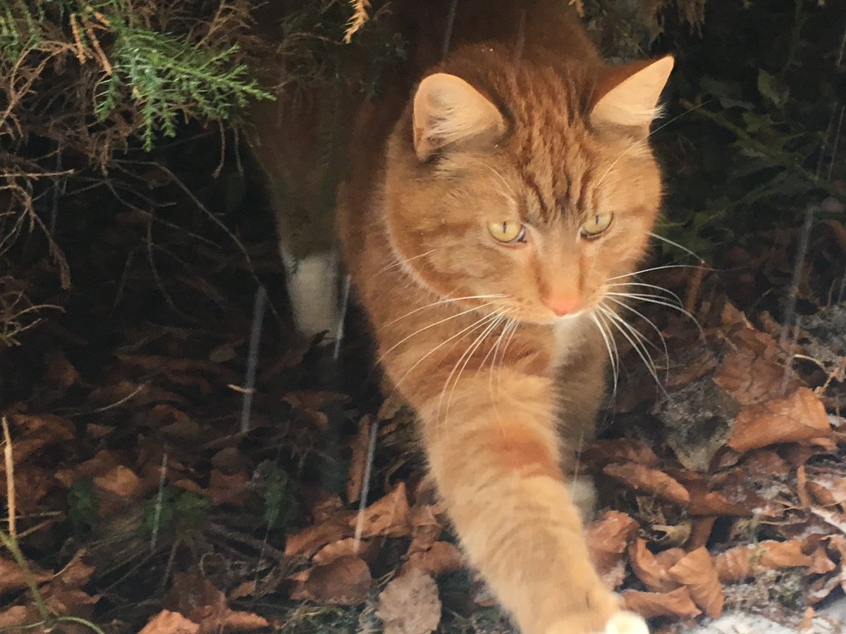 StEdsParks's tweet photo. @stedmundswilts Hope everyone is having a good day! 
I'm enjoying the weather but my cat isn't! ❄️🌨☃#stedssnow https://t.co/sVmJ5j59bY